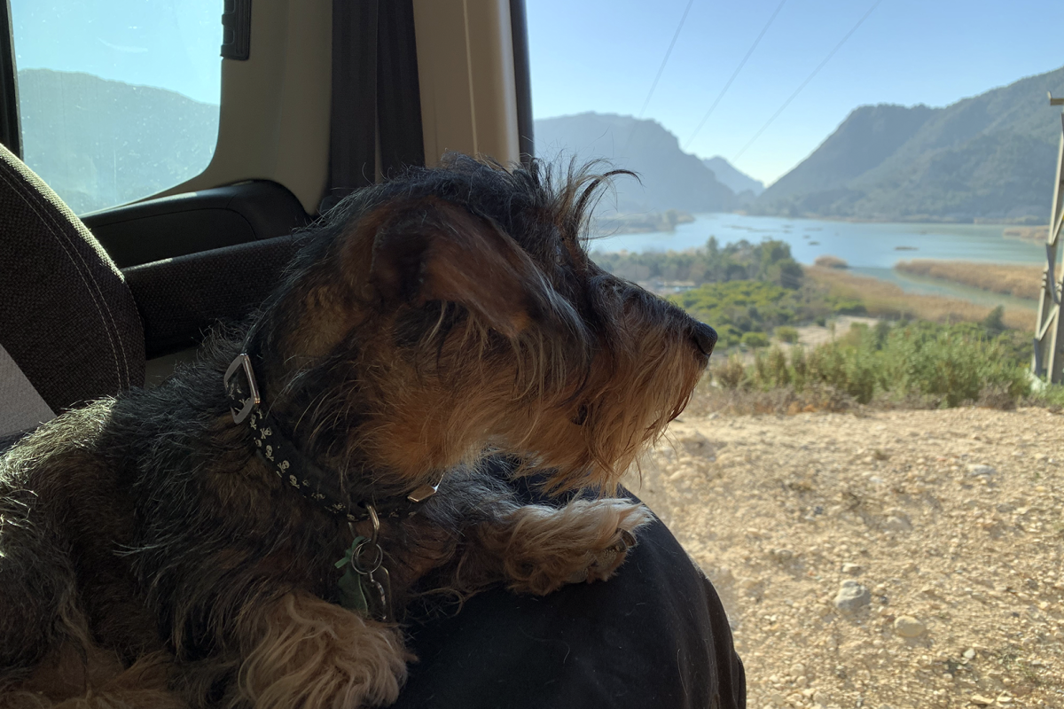 Escapadas con Mascotas en España: mejores destinos en Camper para viajar con perros 
