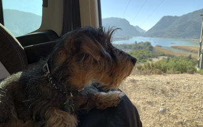 Escapadas con Mascotas en España: mejores destinos en Camper para viajar con perros