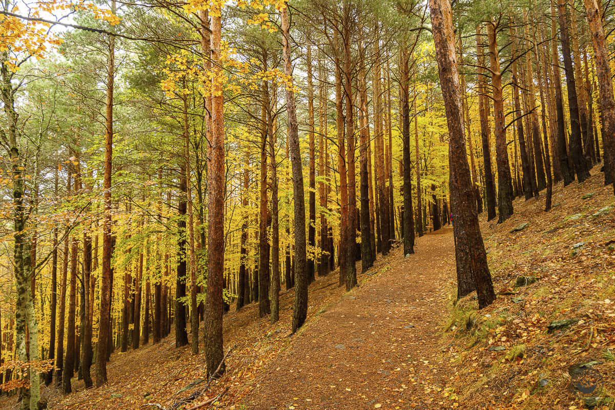 Ruta de los hayedos en autocaravana: descubre los bosques Patrimonio de la Humanidad en otoño