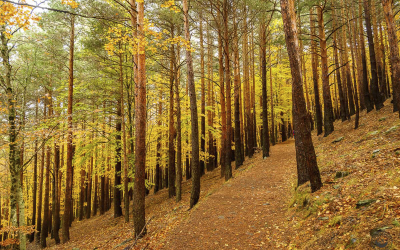 Ruta de los hayedos en autocaravana: descubre los bosques Patrimonio de la Humanidad en otoño