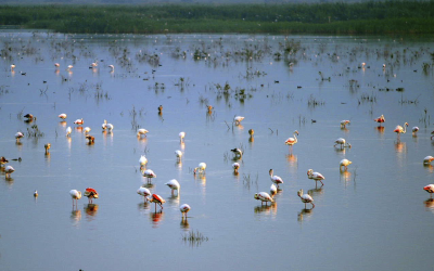 Descubre el Parque Natural del Fondó de Elx: Naturaleza y Palmerales en tu Camper de alquiler