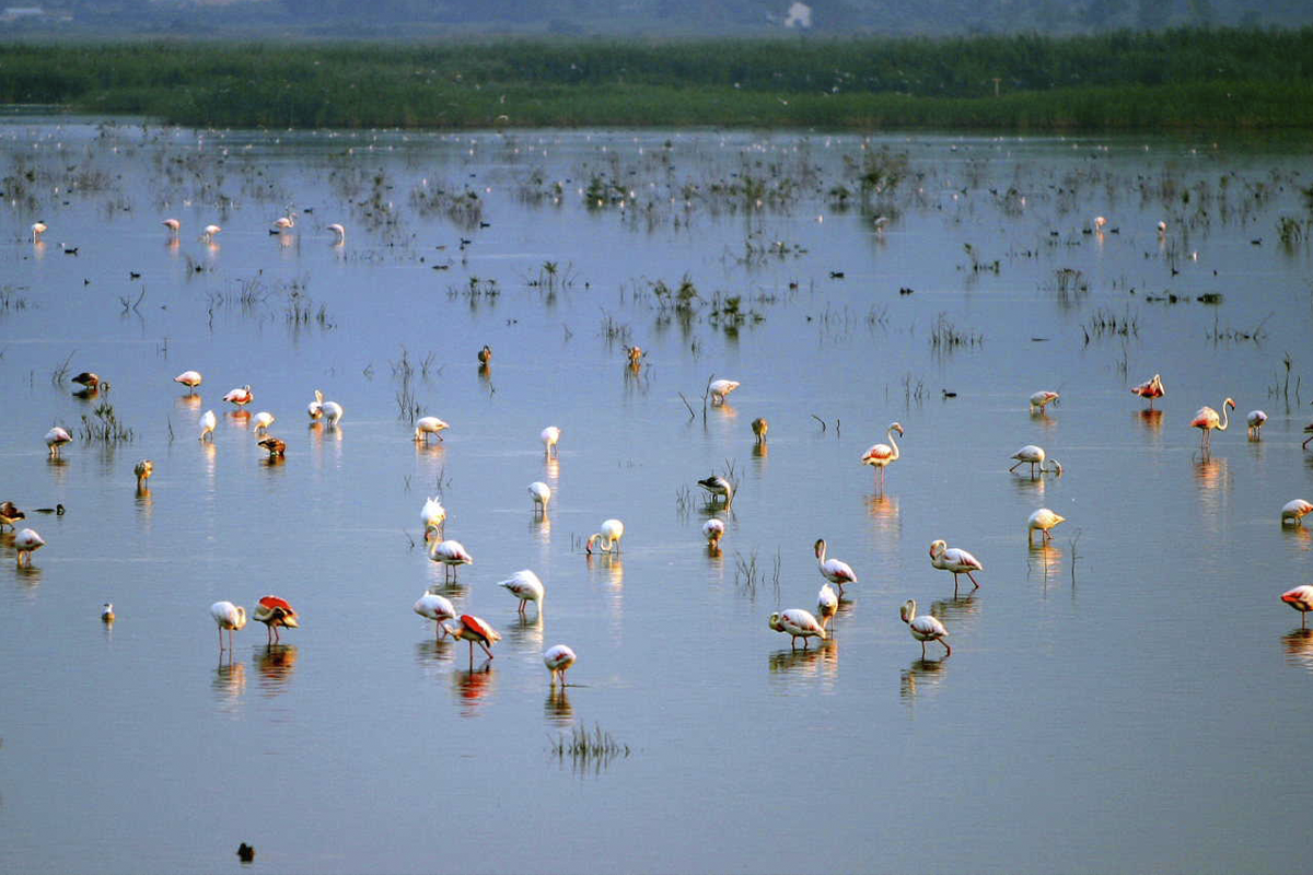 Descubre el Parque Natural del Fondó de Elx: Naturaleza y Palmerales en tu Camper de alquiler
