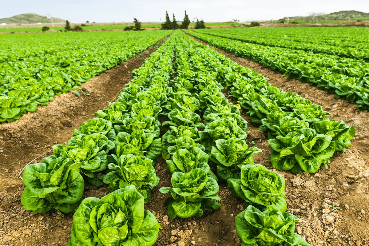 huerta de murcia
