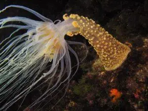 Alicia Mirabilis (Anémora) Alicia Mirabilis (Anémora)